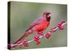 Northen Cardinal Perched on Branch, Texas, USA-Larry Ditto-Stretched Canvas