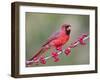 Northen Cardinal Perched on Branch, Texas, USA-Larry Ditto-Framed Premium Photographic Print