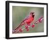 Northen Cardinal Perched on Branch, Texas, USA-Larry Ditto-Framed Premium Photographic Print