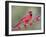 Northen Cardinal Perched on Branch, Texas, USA-Larry Ditto-Framed Premium Photographic Print