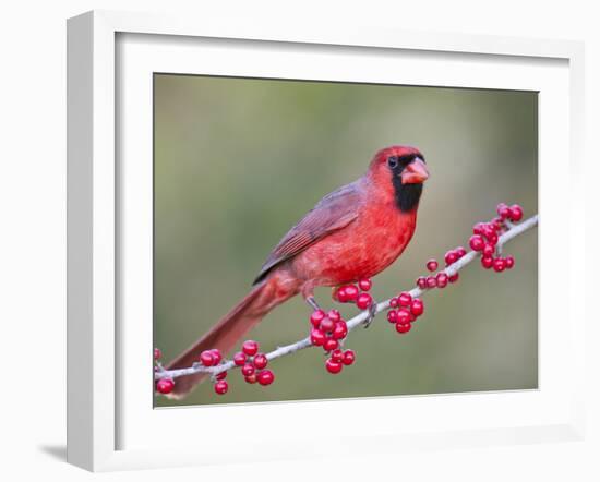 Northen Cardinal Perched on Branch, Texas, USA-Larry Ditto-Framed Premium Photographic Print