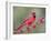 Northen Cardinal Perched on Branch, Texas, USA-Larry Ditto-Framed Premium Photographic Print