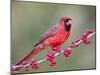 Northen Cardinal Perched on Branch, Texas, USA-Larry Ditto-Mounted Premium Photographic Print