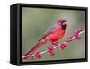 Northen Cardinal Perched on Branch, Texas, USA-Larry Ditto-Framed Stretched Canvas