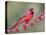 Northen Cardinal Perched on Branch, Texas, USA-Larry Ditto-Stretched Canvas
