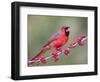 Northen Cardinal Perched on Branch, Texas, USA-Larry Ditto-Framed Photographic Print