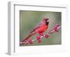 Northen Cardinal Perched on Branch, Texas, USA-Larry Ditto-Framed Photographic Print