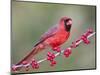 Northen Cardinal Perched on Branch, Texas, USA-Larry Ditto-Mounted Photographic Print