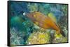 Northern Bahamas, Caribbean. Filefish.-Stuart Westmorland-Framed Stretched Canvas