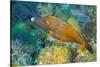 Northern Bahamas, Caribbean. Filefish.-Stuart Westmorland-Stretched Canvas