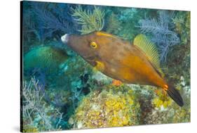 Northern Bahamas, Caribbean. Filefish.-Stuart Westmorland-Stretched Canvas