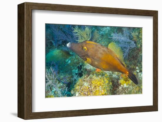 Northern Bahamas, Caribbean. Filefish.-Stuart Westmorland-Framed Photographic Print