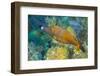 Northern Bahamas, Caribbean. Filefish.-Stuart Westmorland-Framed Photographic Print