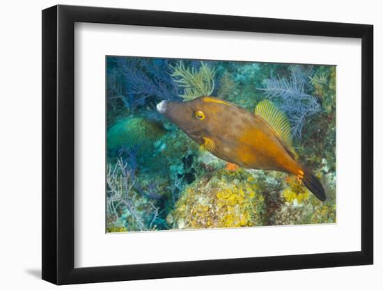 Northern Bahamas, Caribbean. Filefish.-Stuart Westmorland-Framed Photographic Print