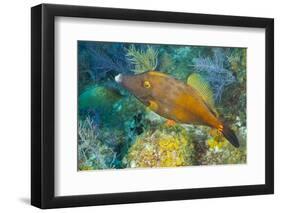 Northern Bahamas, Caribbean. Filefish.-Stuart Westmorland-Framed Photographic Print