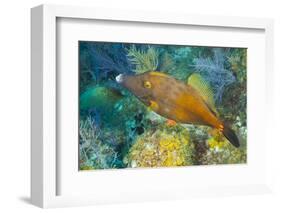 Northern Bahamas, Caribbean. Filefish.-Stuart Westmorland-Framed Photographic Print