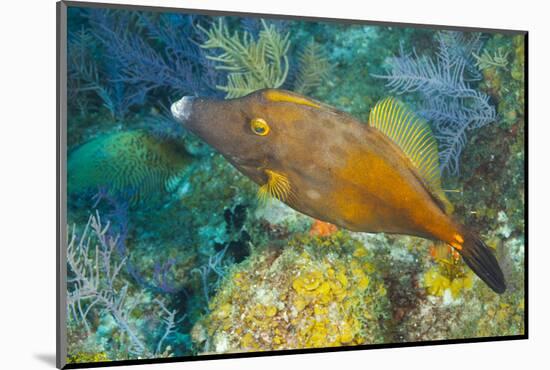 Northern Bahamas, Caribbean. Filefish.-Stuart Westmorland-Mounted Photographic Print