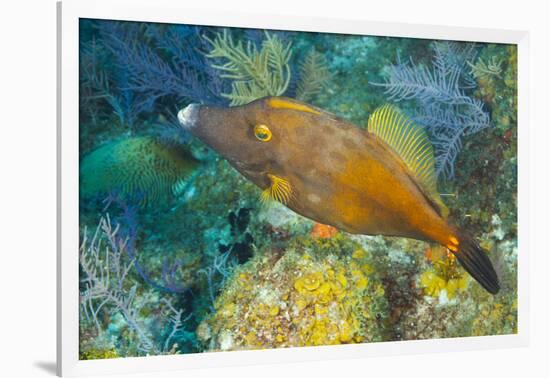 Northern Bahamas, Caribbean. Filefish.-Stuart Westmorland-Framed Photographic Print