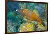 Northern Bahamas, Caribbean. Filefish.-Stuart Westmorland-Framed Photographic Print