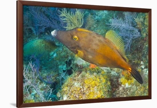 Northern Bahamas, Caribbean. Filefish.-Stuart Westmorland-Framed Photographic Print