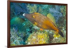 Northern Bahamas, Caribbean. Filefish.-Stuart Westmorland-Framed Photographic Print