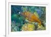 Northern Bahamas, Caribbean. Filefish.-Stuart Westmorland-Framed Photographic Print