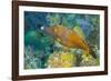 Northern Bahamas, Caribbean. Filefish.-Stuart Westmorland-Framed Photographic Print