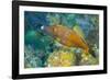 Northern Bahamas, Caribbean. Filefish.-Stuart Westmorland-Framed Photographic Print