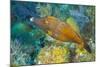 Northern Bahamas, Caribbean. Filefish.-Stuart Westmorland-Mounted Photographic Print