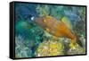 Northern Bahamas, Caribbean. Filefish.-Stuart Westmorland-Framed Stretched Canvas