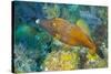 Northern Bahamas, Caribbean. Filefish.-Stuart Westmorland-Stretched Canvas