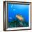 Northern Bahamas, Caribbean. Nassau grouper.-Stuart Westmorland-Framed Photographic Print