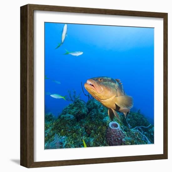 Northern Bahamas, Caribbean. Nassau grouper.-Stuart Westmorland-Framed Photographic Print