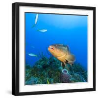 Northern Bahamas, Caribbean. Nassau grouper.-Stuart Westmorland-Framed Photographic Print