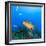 Northern Bahamas, Caribbean. Nassau grouper.-Stuart Westmorland-Framed Photographic Print