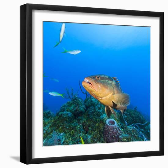 Northern Bahamas, Caribbean. Nassau grouper.-Stuart Westmorland-Framed Photographic Print