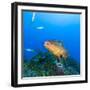 Northern Bahamas, Caribbean. Nassau grouper.-Stuart Westmorland-Framed Photographic Print