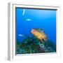 Northern Bahamas, Caribbean. Nassau grouper.-Stuart Westmorland-Framed Photographic Print