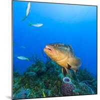 Northern Bahamas, Caribbean. Nassau grouper.-Stuart Westmorland-Mounted Photographic Print