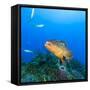 Northern Bahamas, Caribbean. Nassau grouper.-Stuart Westmorland-Framed Stretched Canvas