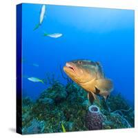 Northern Bahamas, Caribbean. Nassau grouper.-Stuart Westmorland-Stretched Canvas