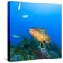 Northern Bahamas, Caribbean. Nassau grouper.-Stuart Westmorland-Stretched Canvas