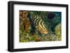 Northern Bahamas, Caribbean. Nassau grouper.-Stuart Westmorland-Framed Photographic Print