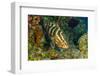 Northern Bahamas, Caribbean. Nassau grouper.-Stuart Westmorland-Framed Photographic Print