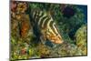 Northern Bahamas, Caribbean. Nassau grouper.-Stuart Westmorland-Mounted Photographic Print