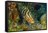 Northern Bahamas, Caribbean. Nassau grouper.-Stuart Westmorland-Framed Stretched Canvas