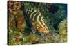 Northern Bahamas, Caribbean. Nassau grouper.-Stuart Westmorland-Stretched Canvas