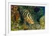 Northern Bahamas, Caribbean. Nassau grouper.-Stuart Westmorland-Framed Photographic Print