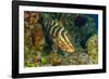Northern Bahamas, Caribbean. Nassau grouper.-Stuart Westmorland-Framed Photographic Print