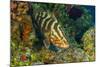 Northern Bahamas, Caribbean. Nassau grouper.-Stuart Westmorland-Mounted Photographic Print